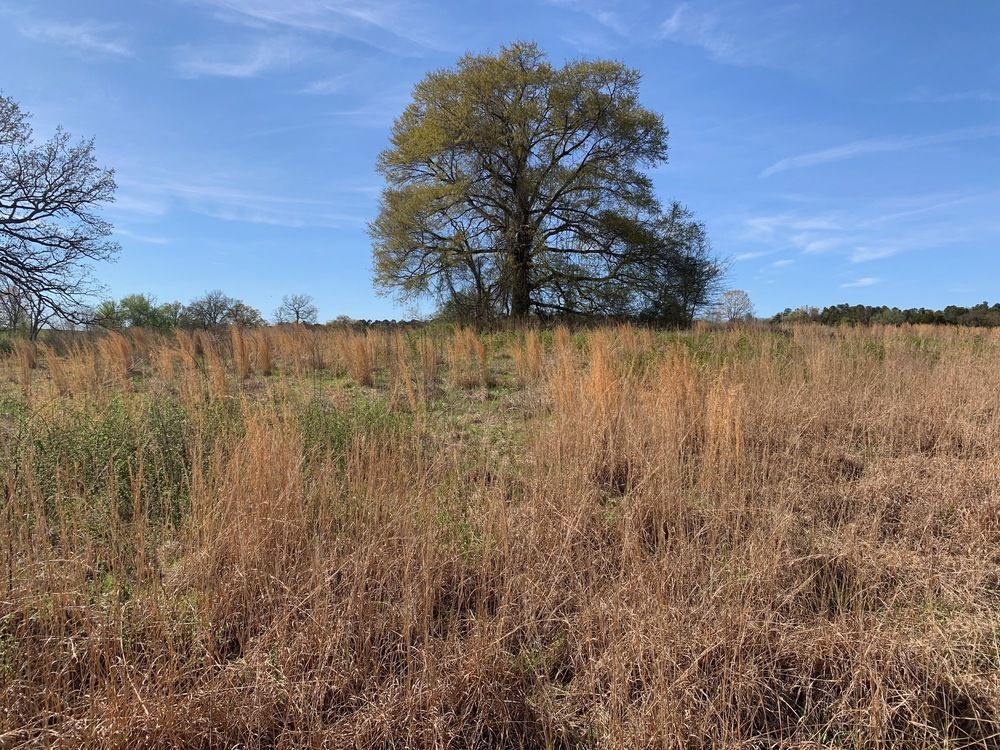 TBD Pleasant View Rd: TBD Pleasant View Rd, Ozark, AR 72949